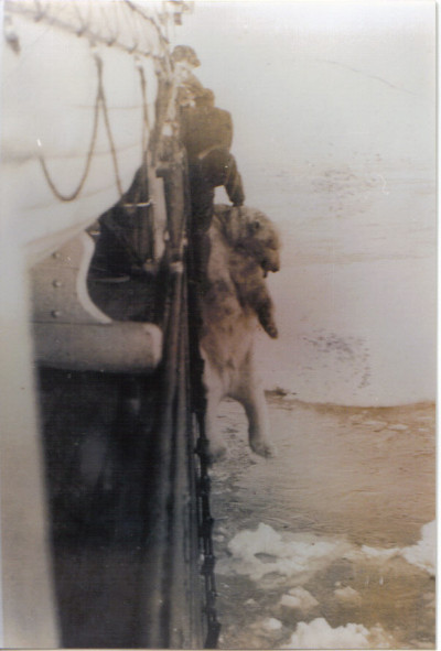 hudson's bay company, bear hauled onboard bayeskimo
